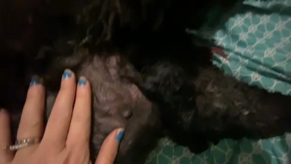 Labradoodles Are Here!! in Lubbock, Texas