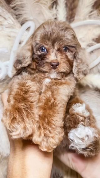 Male Micro Cockapoo in Houston, Texas