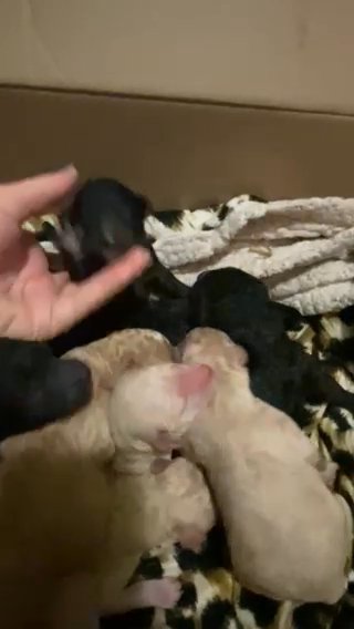 Labradoodles in Lubbock, Texas