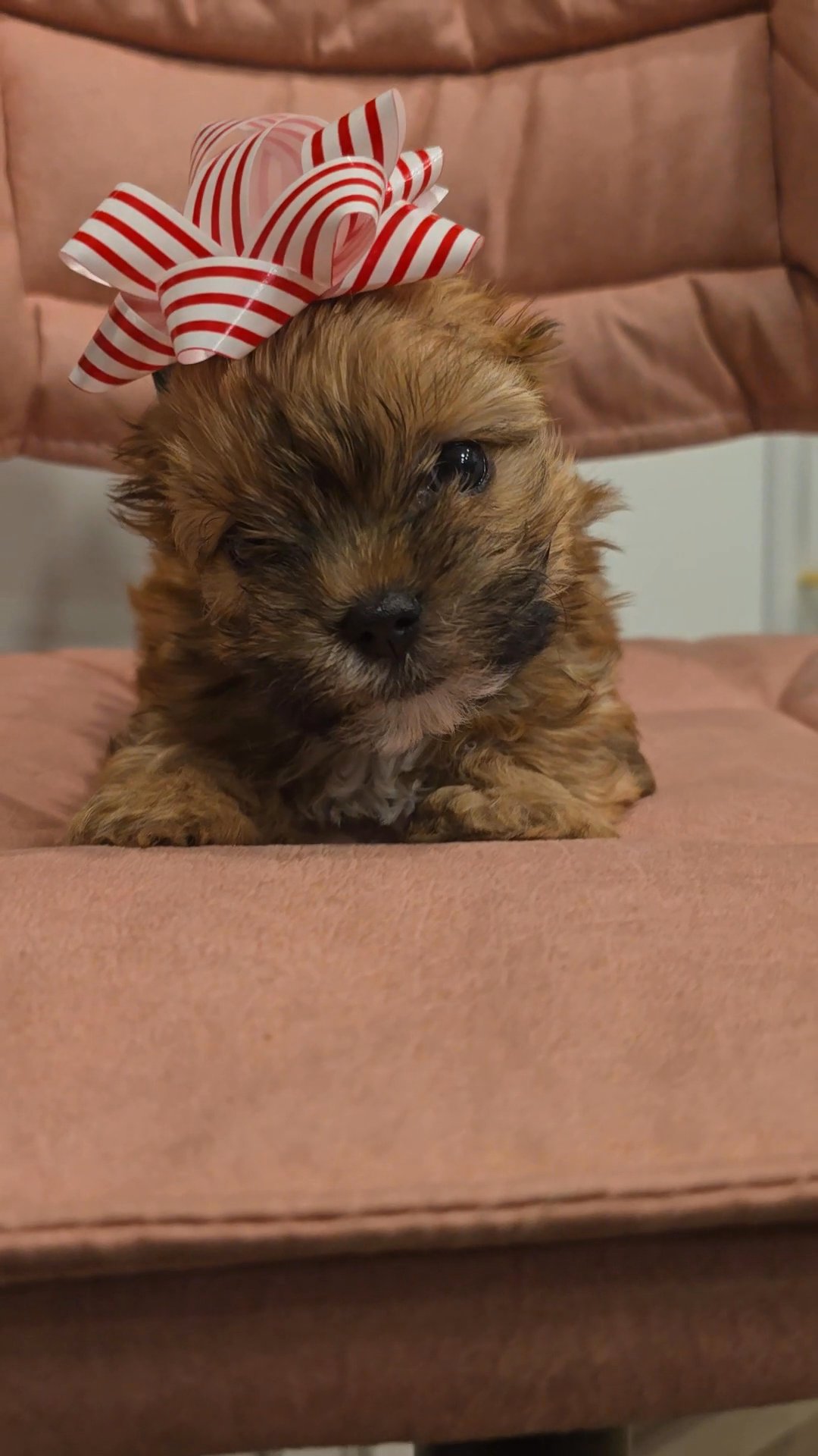 Gorgeous Sable Female ? ? ? in Indianapolis, Indiana