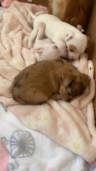 chihuahua puppies in Pittsburg, California
