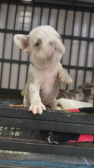 French Bulldog - LIMITLESS_FRENCHIES in Miami, Florida