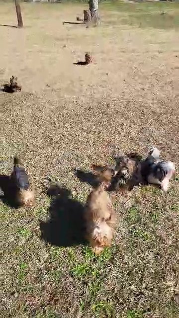 Scarlett- Merle yorkie in Olive Branch, Mississippi