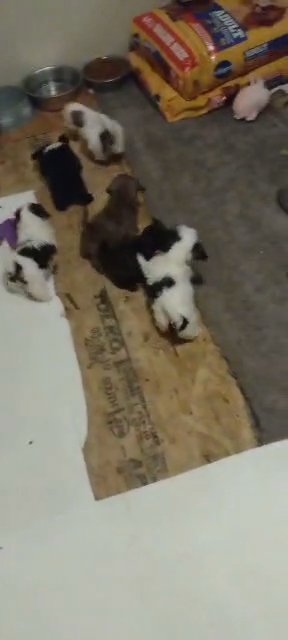AKC Registered Shih Tzu's in Reno, Nevada