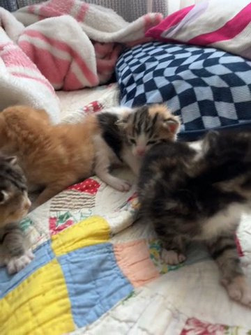 Baby Kittens in Los Angeles, California