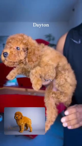 Red Toy Poodle (Dayton) in Dallas, Texas