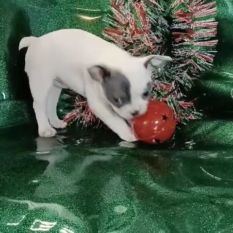 Sparkle the Frenchton Pup in Foley, Alabama