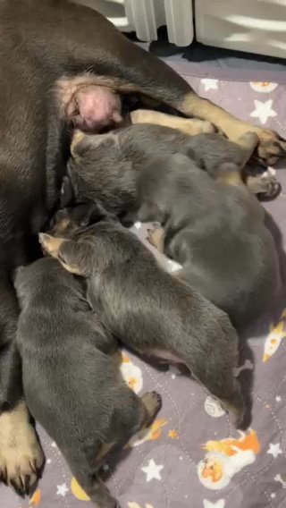AKC French Bulldogs fluffies and standard coats in Hickory, North Carolina