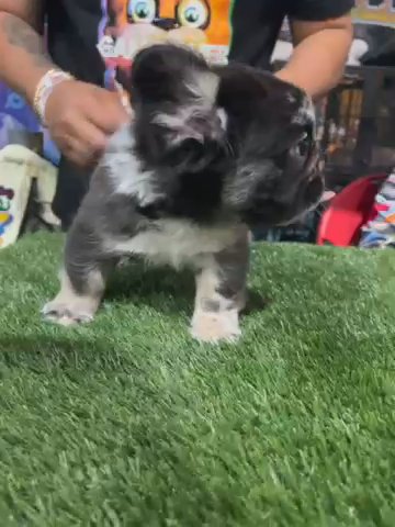 French bulldog fluffy in Orlando, Florida
