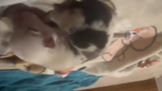 Corgi Puppy in Big Rapids, Michigan