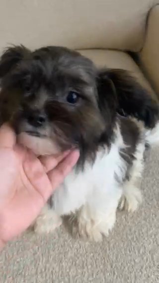 Shih Tzu Puppy in Mishawaka, Indiana
