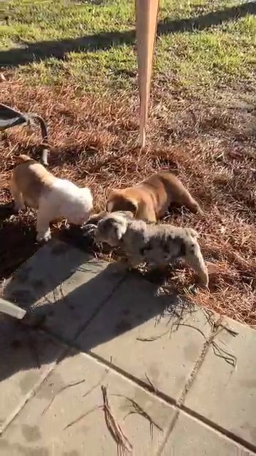 English Bulldogs playtime in Laurel, Mississippi