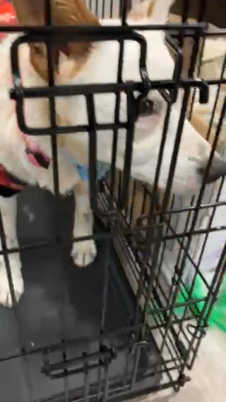 Lovely Dog in Norristown, Pennsylvania