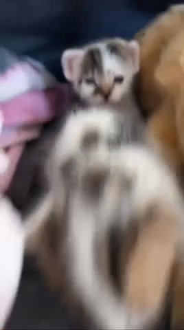 kitten up for adoption the one on the back in East Palo Alto, California