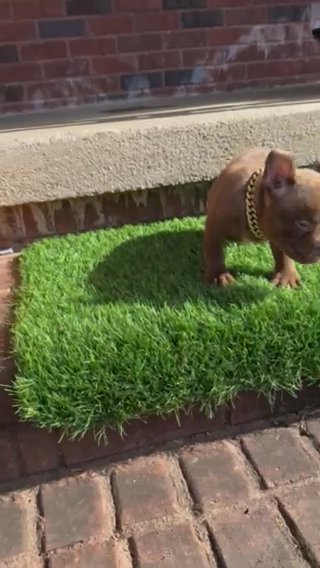 Exotic bully in Murfreesboro, Tennessee