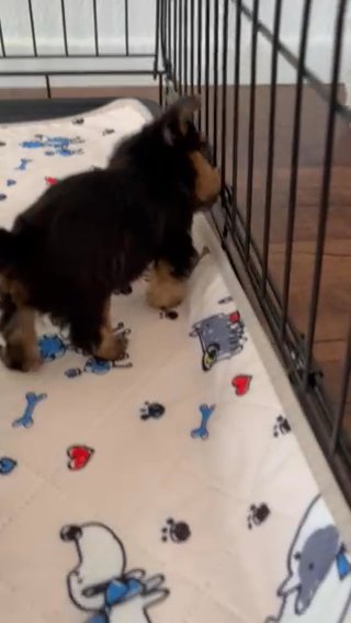 Barney - Yorkie in Sparks, Nevada