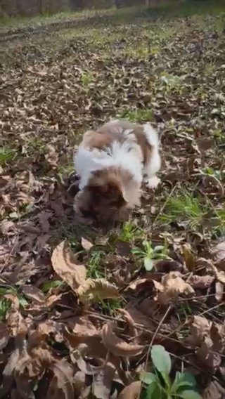 Cocoa in Jackson, Tennessee