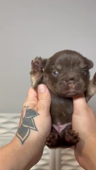 Poppy in Dallas, Texas