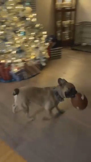 French Bulldog in Altus, Oklahoma