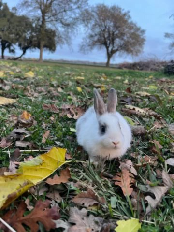Bunnies in Sacramento, California