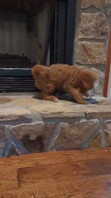 (rlRESERVED) Moyen Poodle -Romeo Blaze- (RED MALE/HAZEL EYES) in Woodstock, Georgia