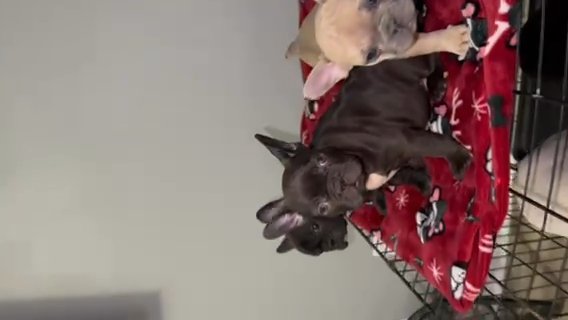 Frenchies Dallas in Dallas, Texas
