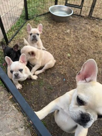 Frenchie in Houston, Texas