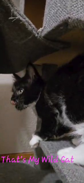 Maine Coon Boy Flame in Spokane, Washington