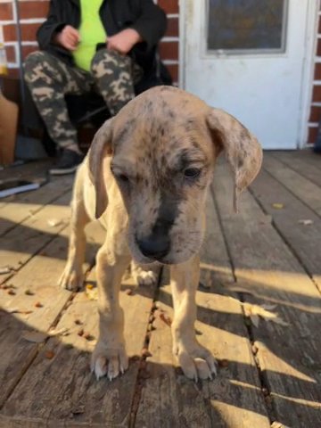 Willow in Marshall, Missouri