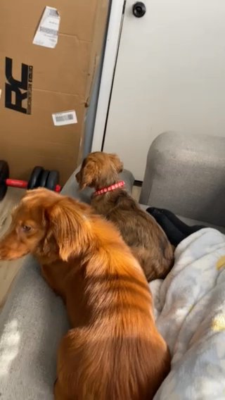 Mini Dachshund Stud in Mishawaka, Indiana