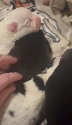 Corgi Puppies in Big Rapids, Michigan