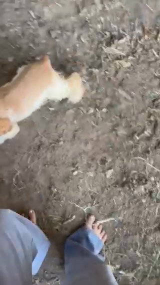 Cocker Spaniel in Tulsa, Oklahoma