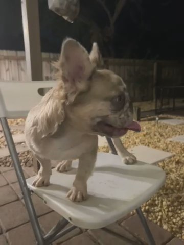 French Bulldog Fluffy Testable in Orlando, Florida