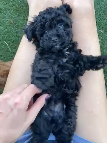 Black Toy Poodle Male in Dallas, Texas
