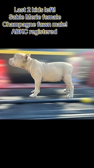 Last 2 American Bullies in Gainesville, Florida