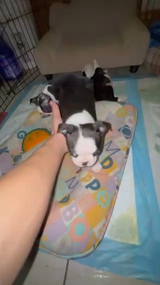 Boston terrier in Yakima, Washington