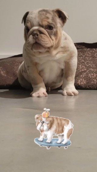 English Bulldog in Euclid, Ohio