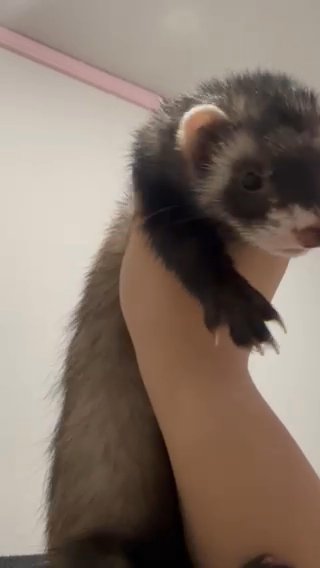 Ferret in Greeley, Colorado