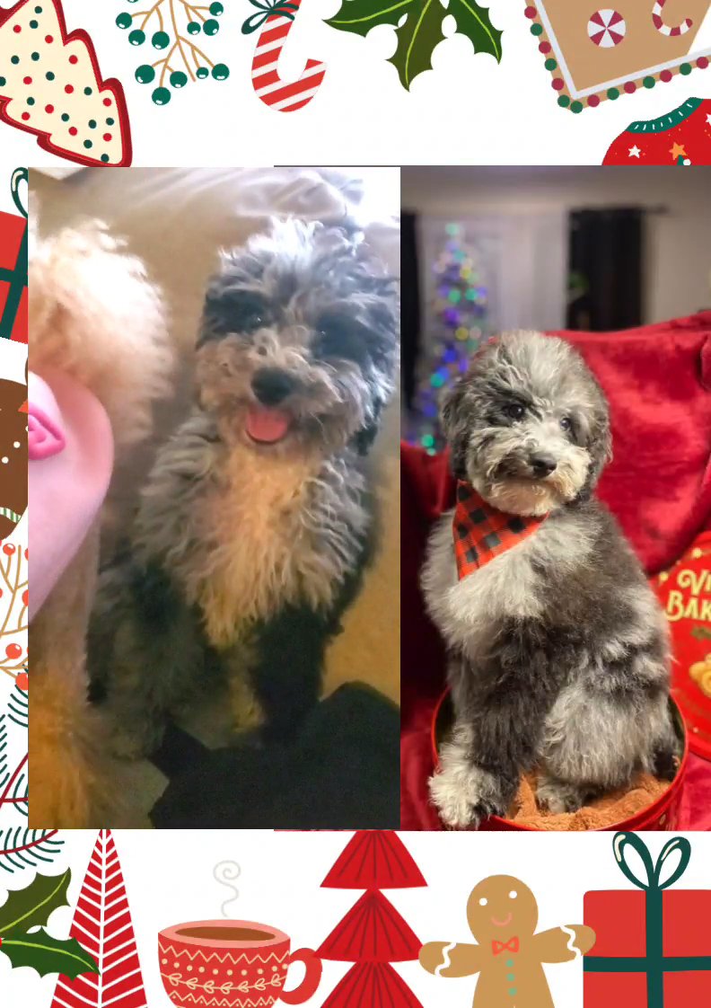 Gambit Mini Poodle IVDD /CDDY CLEAR! in New Haven, Connecticut