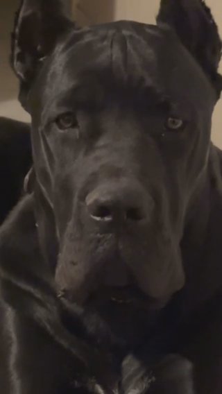Male Cane Corso in Midland, Texas