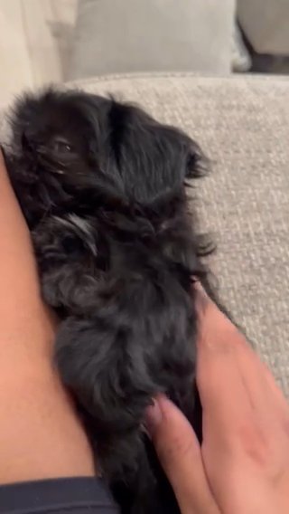 Shih Tzu in Lake Elsinore, California