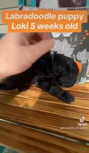 CKC F3b Multigenerational Labradoodle Boy in Crossville, Tennessee