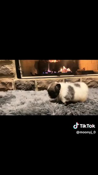 Blue And Tan Pied French Bulldog in Akron, Ohio