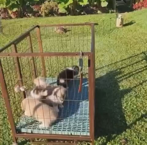 Corgi Litters in Oakland, California