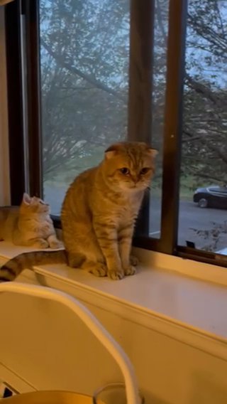SOLD Purebred Scottish Fold Golden Chinchilla Female Kitten in Philadelphia, Pennsylvania