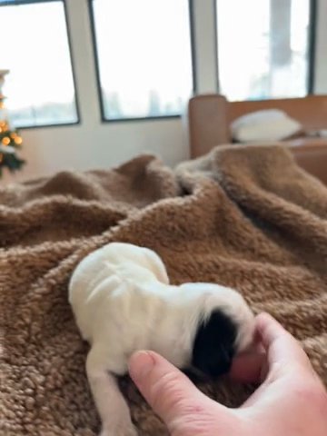 Male Goldendoodle in Hammond, Louisiana