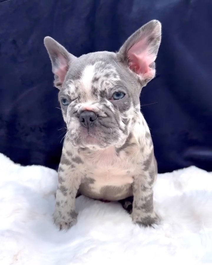 cutie looking for her forever home in Dallas, Texas