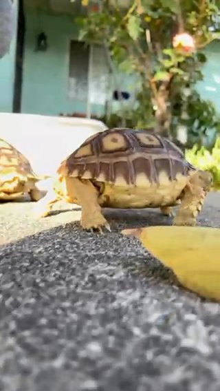 Sulcata tortoise/turtle in Indio, California