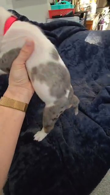 Female, English Bulldog, AKC registered, 5 weeks in Charlottesville, Virginia