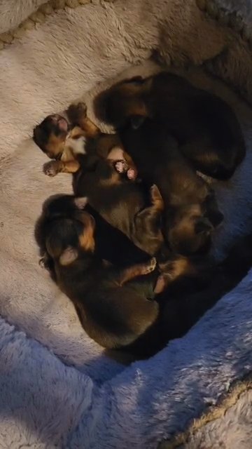 Akc Yorkie puppies girls boys in Gastonia, North Carolina